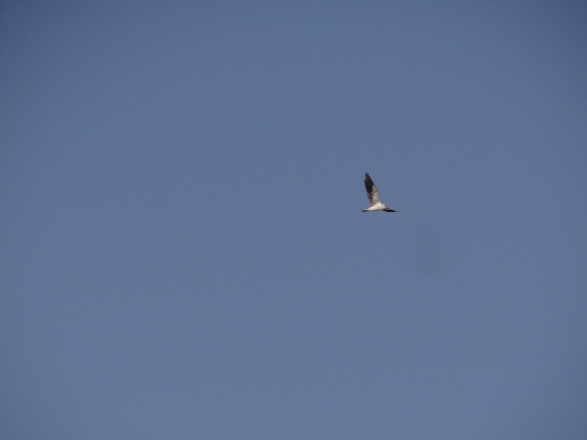 Black-winged Kite - ML646583222