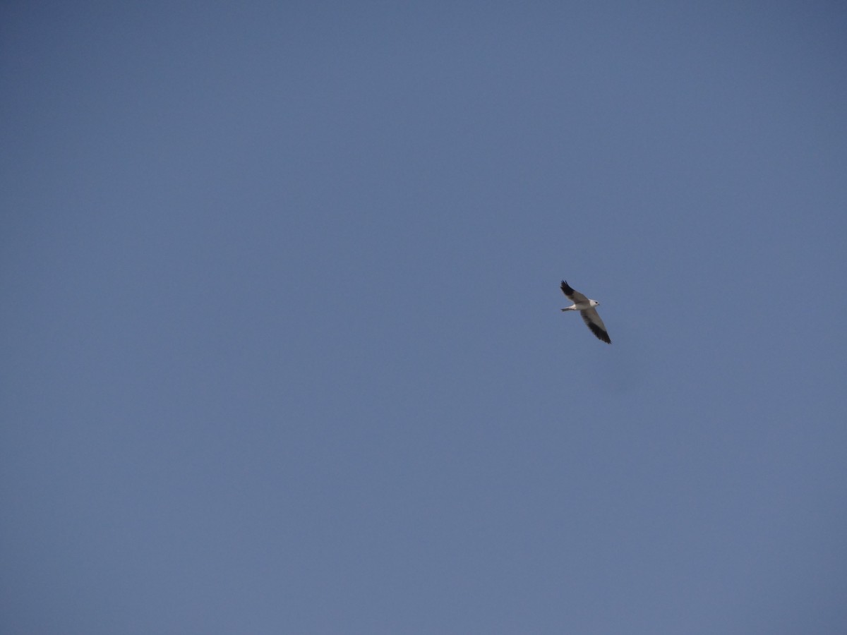Black-winged Kite - ML646583223