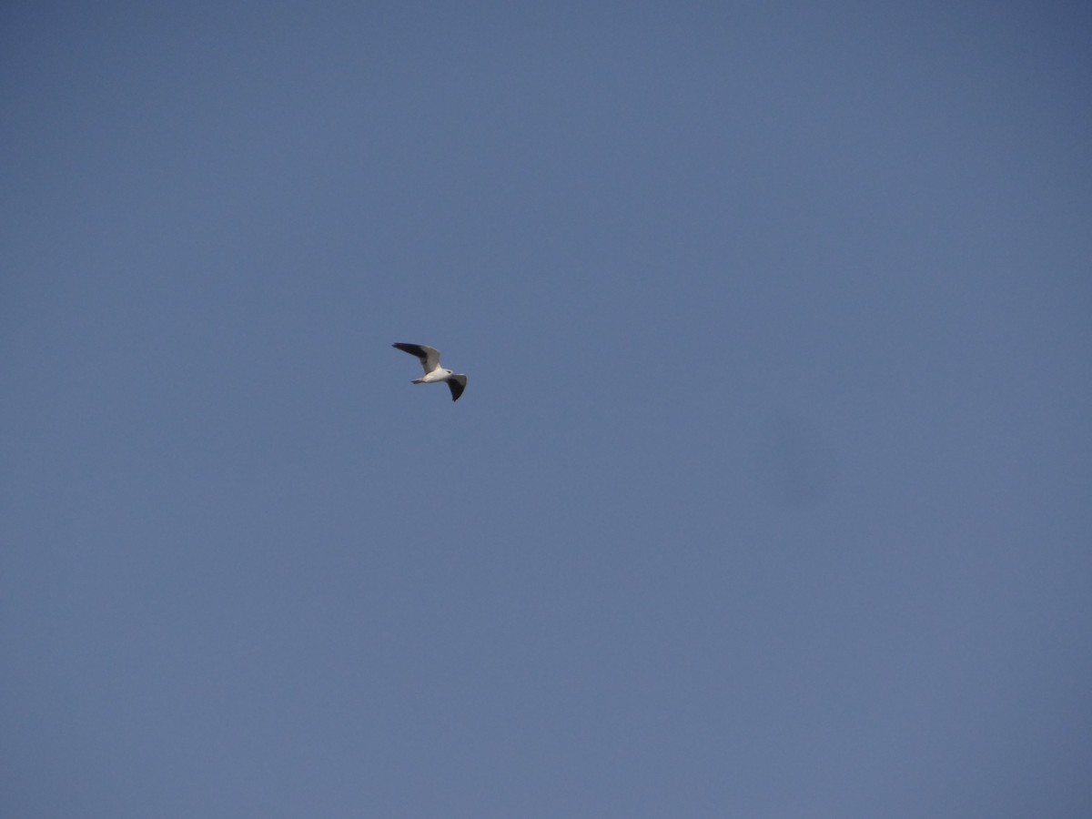 Black-winged Kite - ML646583224