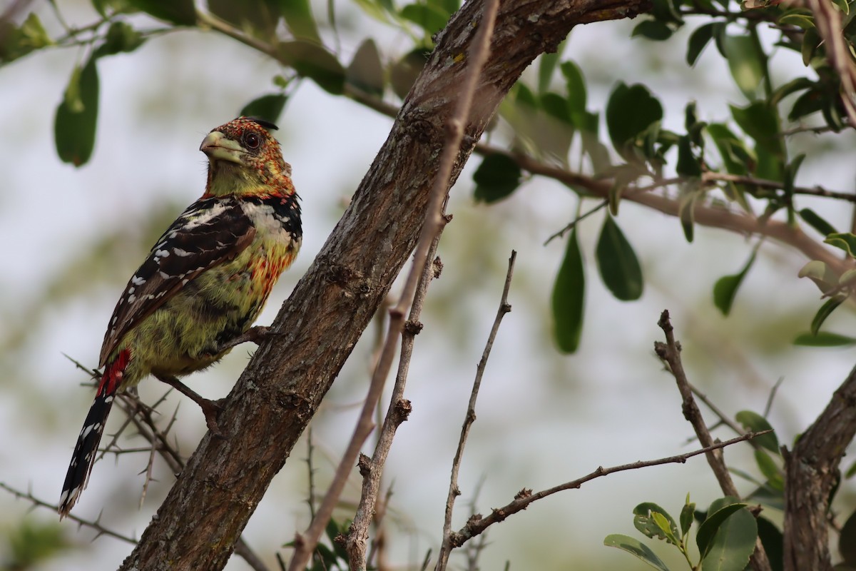 Barbican promépic - ML646583225