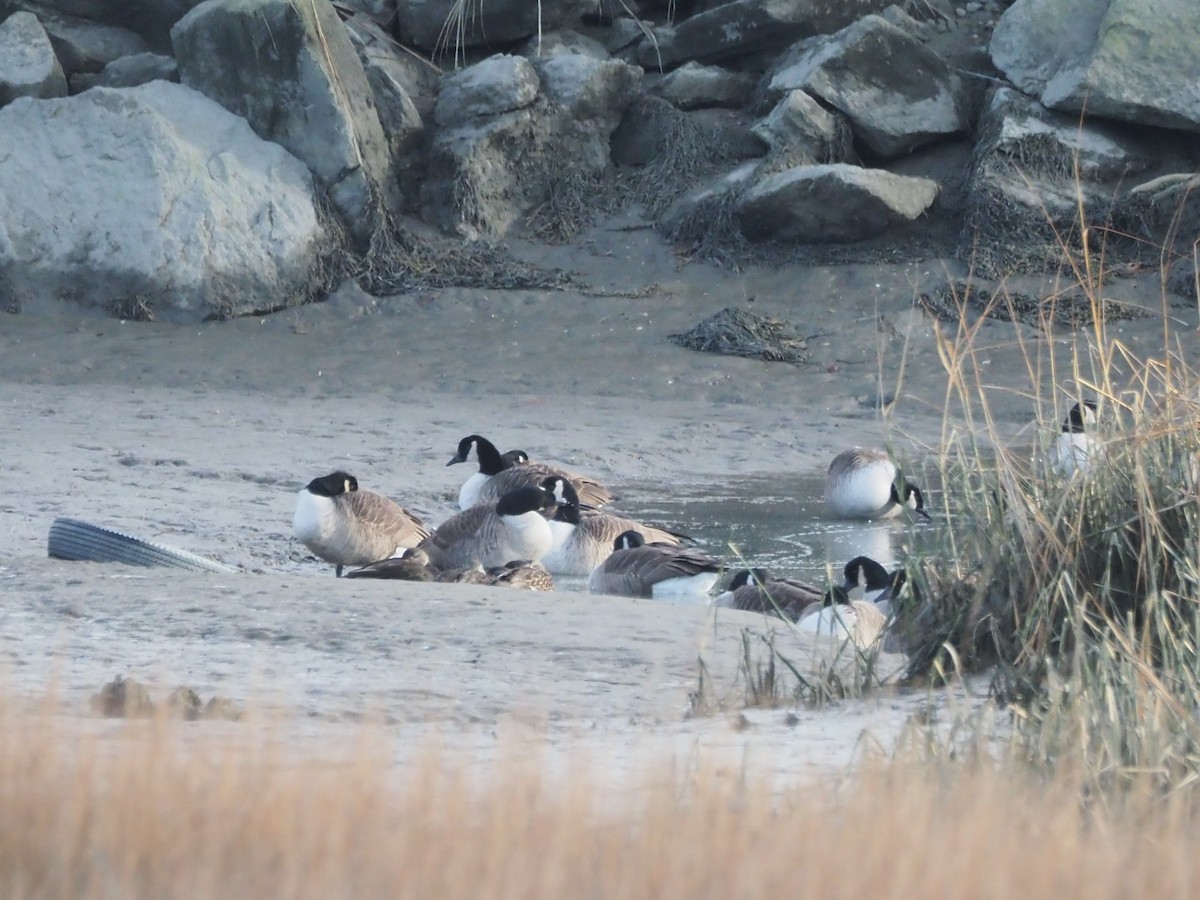 Barnacla Canadiense Grande - ML646583226