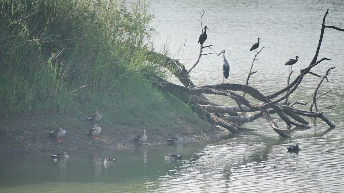 Glossy Ibis - ML646583230