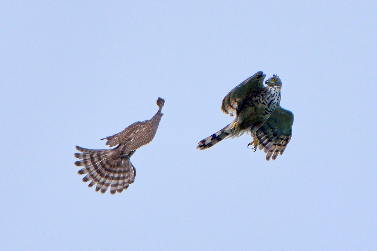 Crested Goshawk - ML646583231