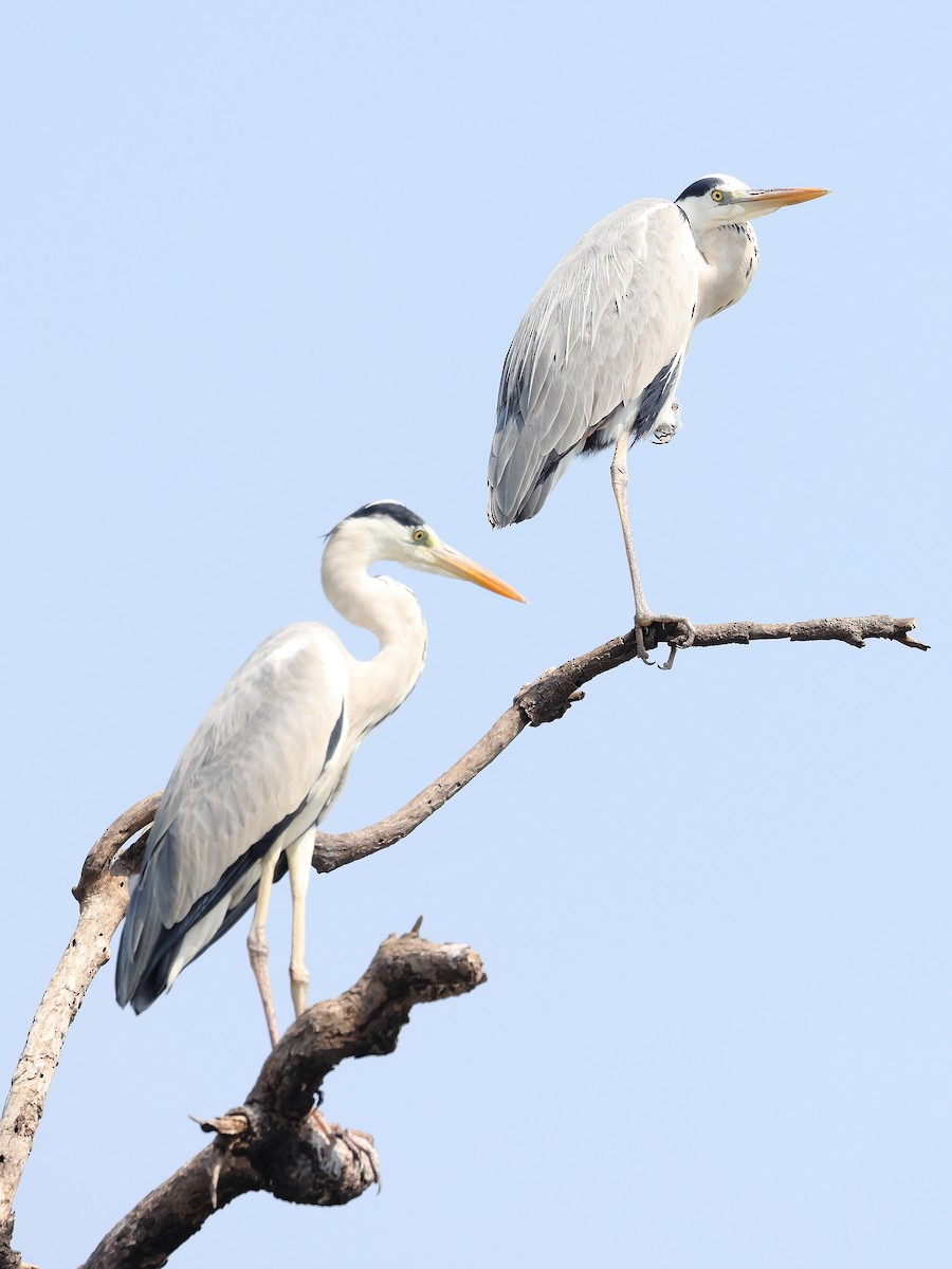 Héron cendré - ML646583232