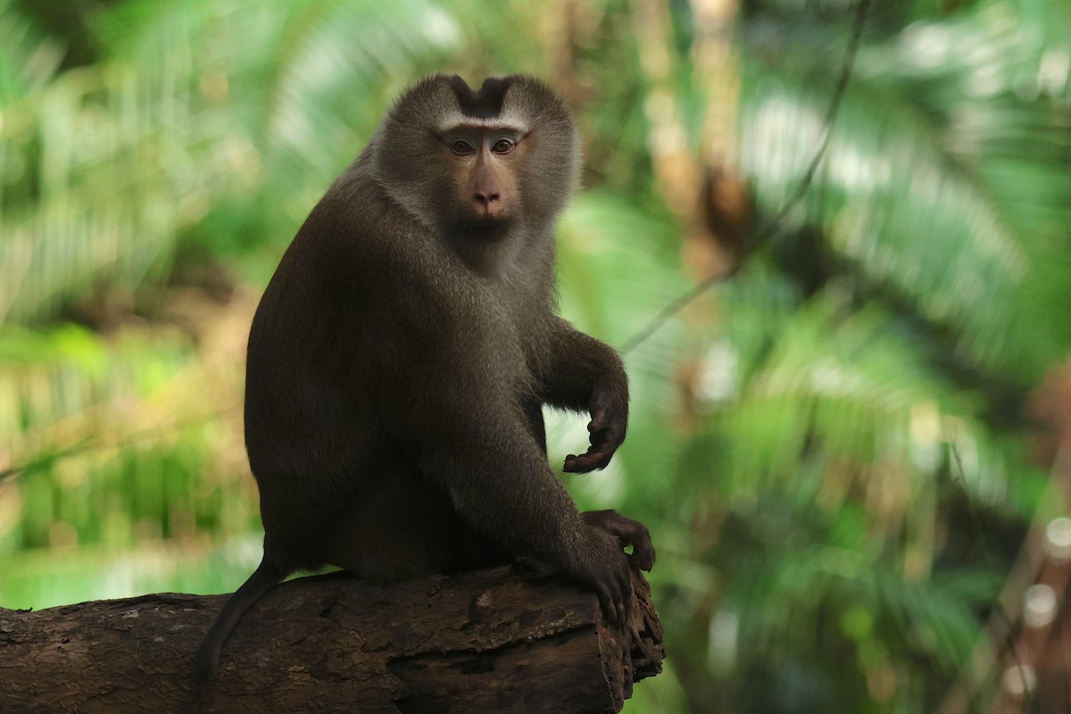 Northern Pig-tailed Macaque - ML646583233
