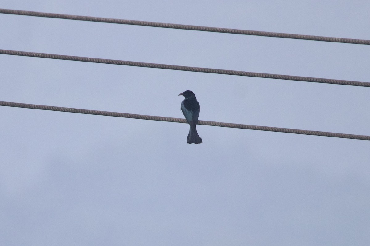 Hair-crested Drongo (Hair-crested) - ML646583234