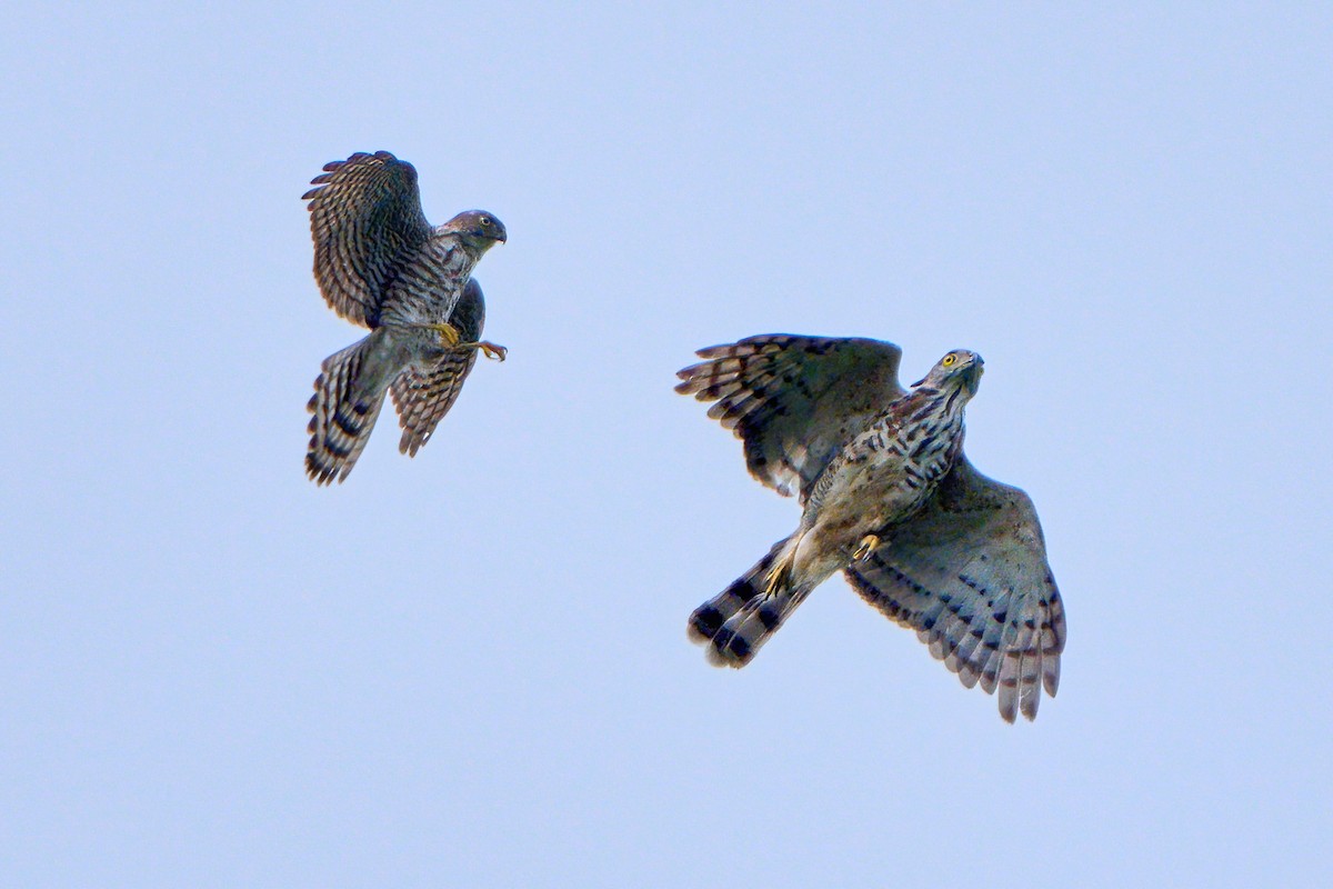 Crested Goshawk - ML646583235