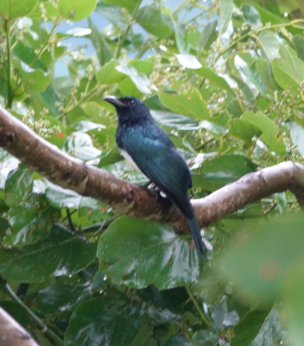 Balicassiao (Visayan) - ML646583236