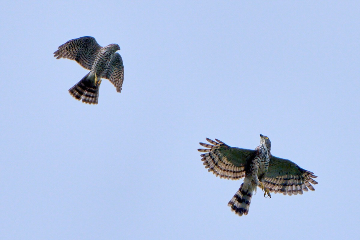 Crested Goshawk - ML646583237