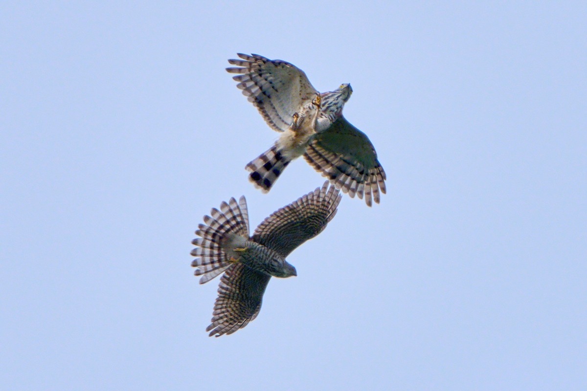 Crested Goshawk - ML646583238