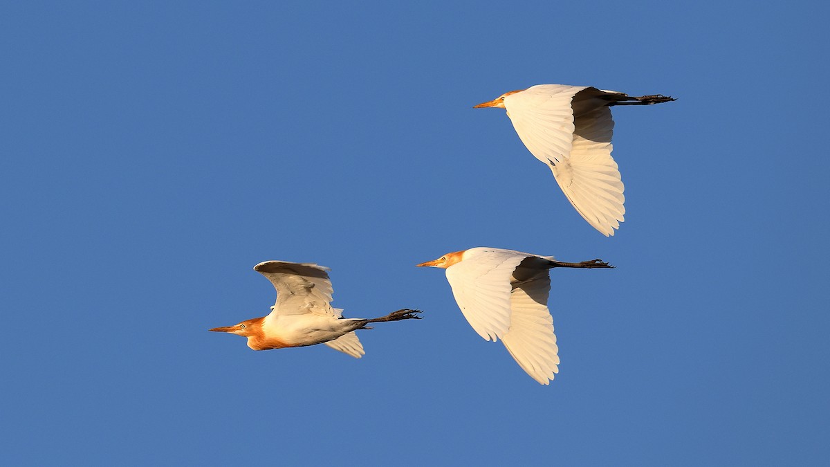 Héron de Coromandel - ML646583240