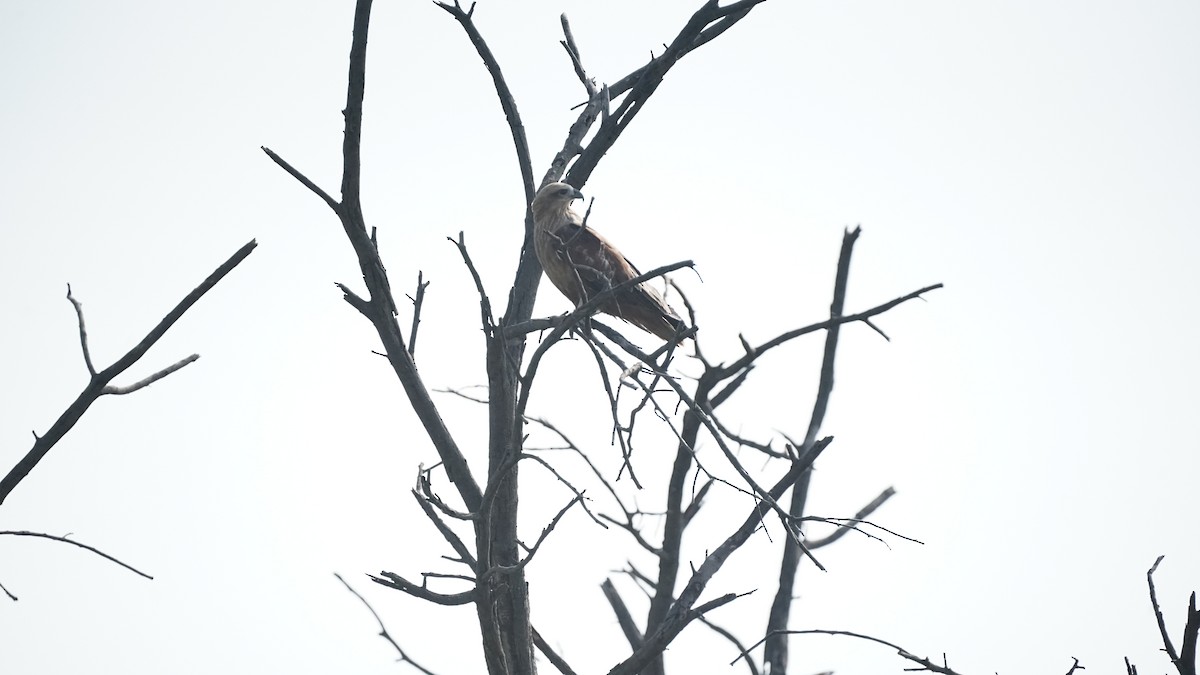 Brahminy Kite - ML646583241