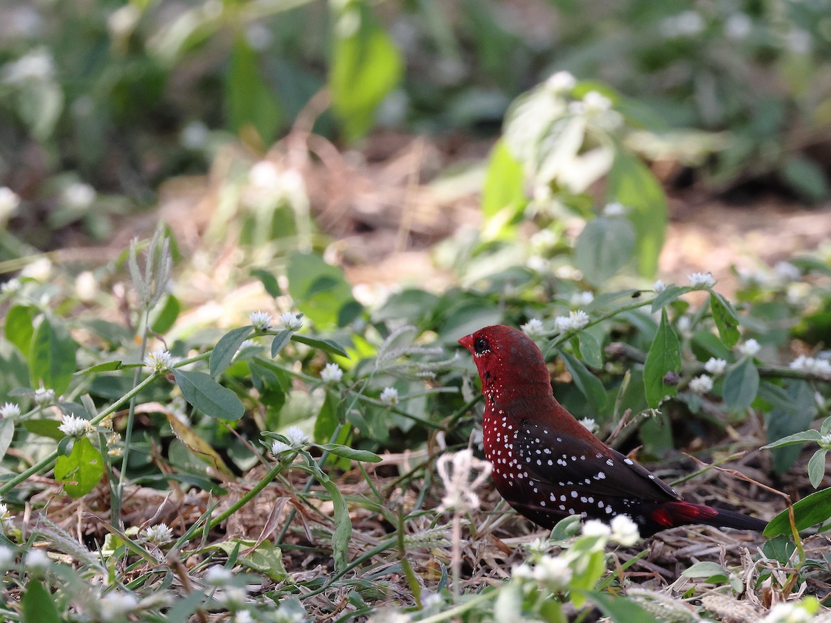 Bengali rouge - ML646583242