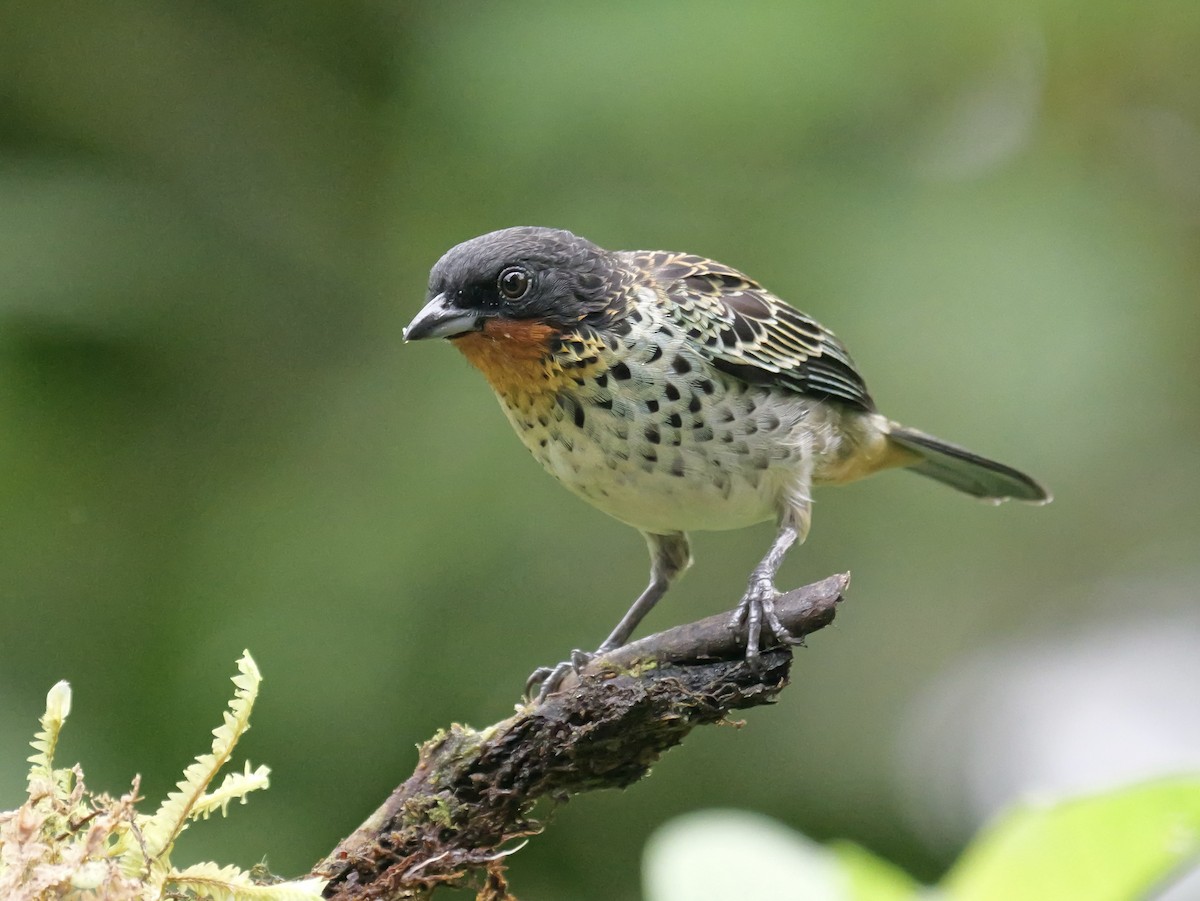 Rufous-throated Tanager - ML646583243