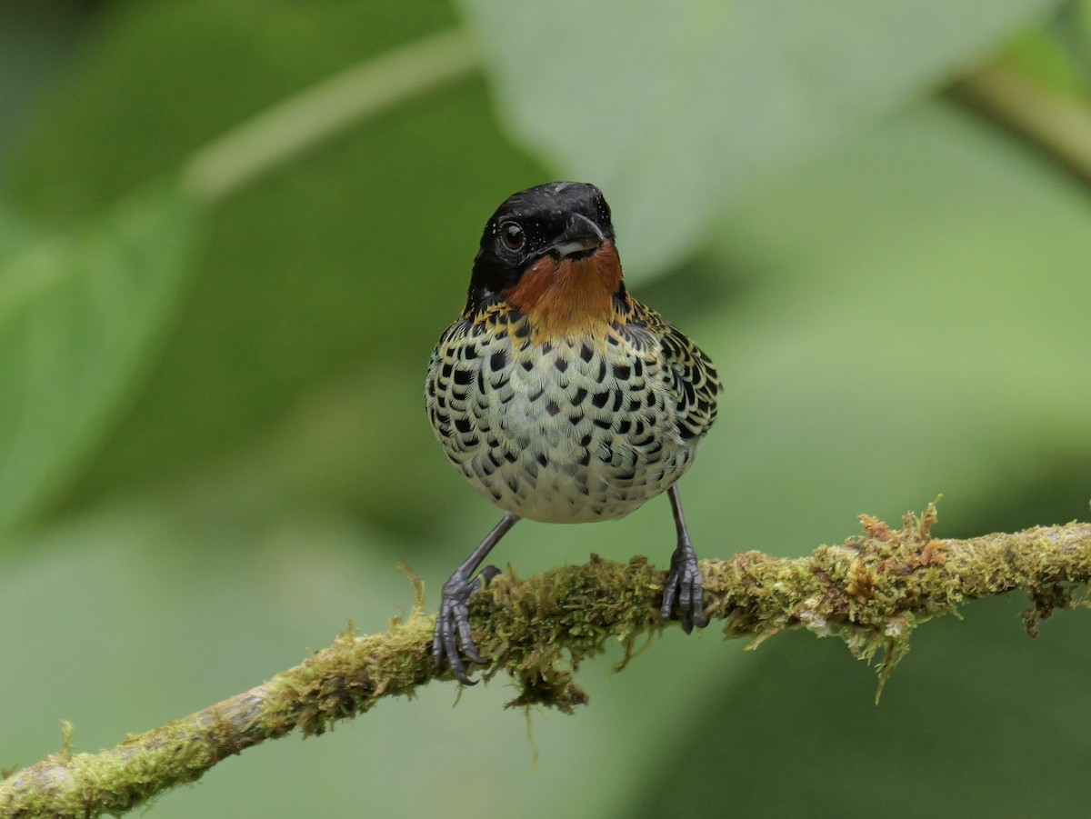 Rufous-throated Tanager - ML646583245