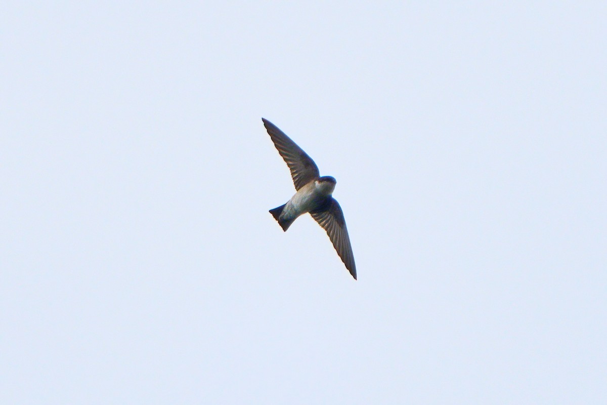 Asian House-Martin - ML646583247