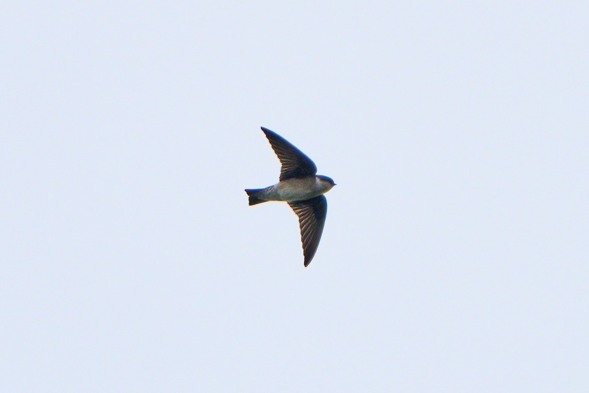 Asian House-Martin - ML646583248