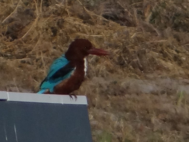 White-throated Kingfisher - ML646583249