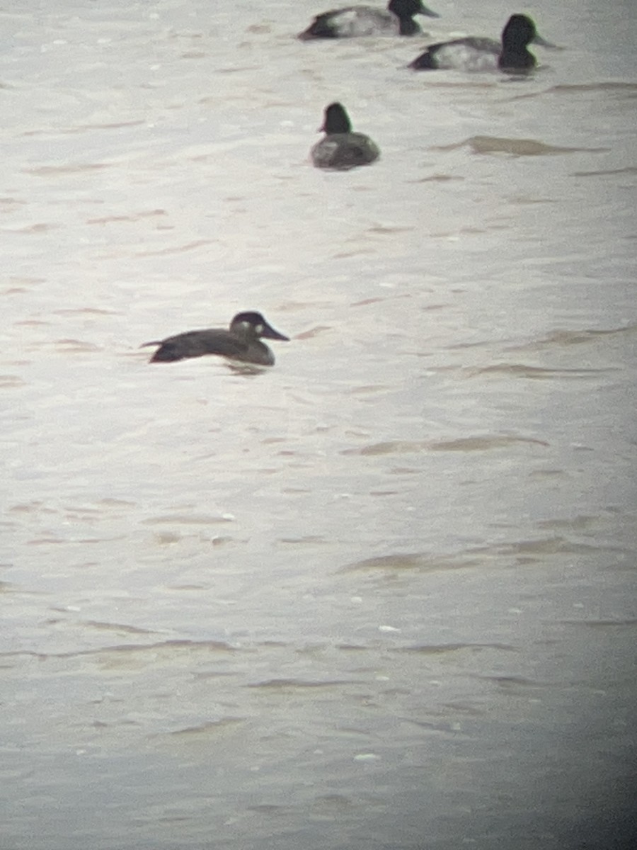 Surf Scoter - ML646583251