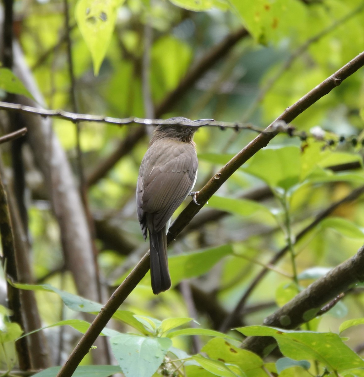 Visayan Bulbul - ML646583252