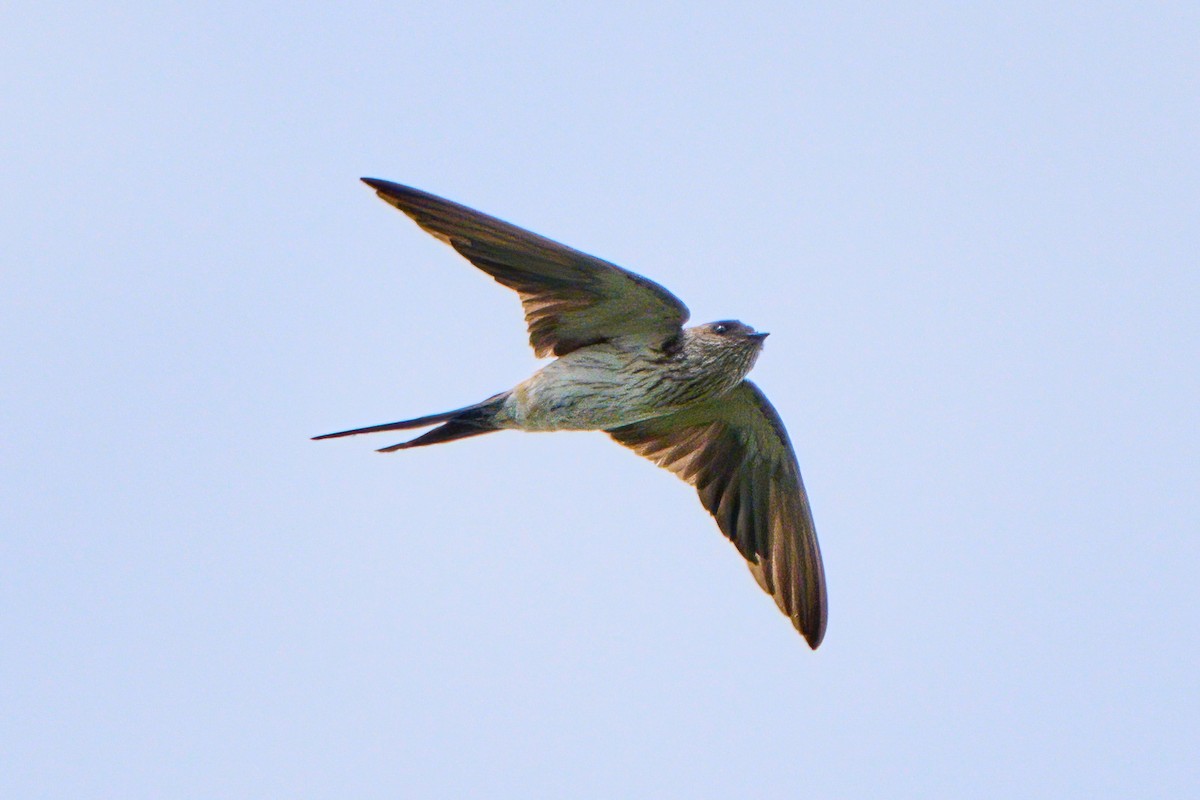 Eastern Red-rumped Swallow - ML646583254