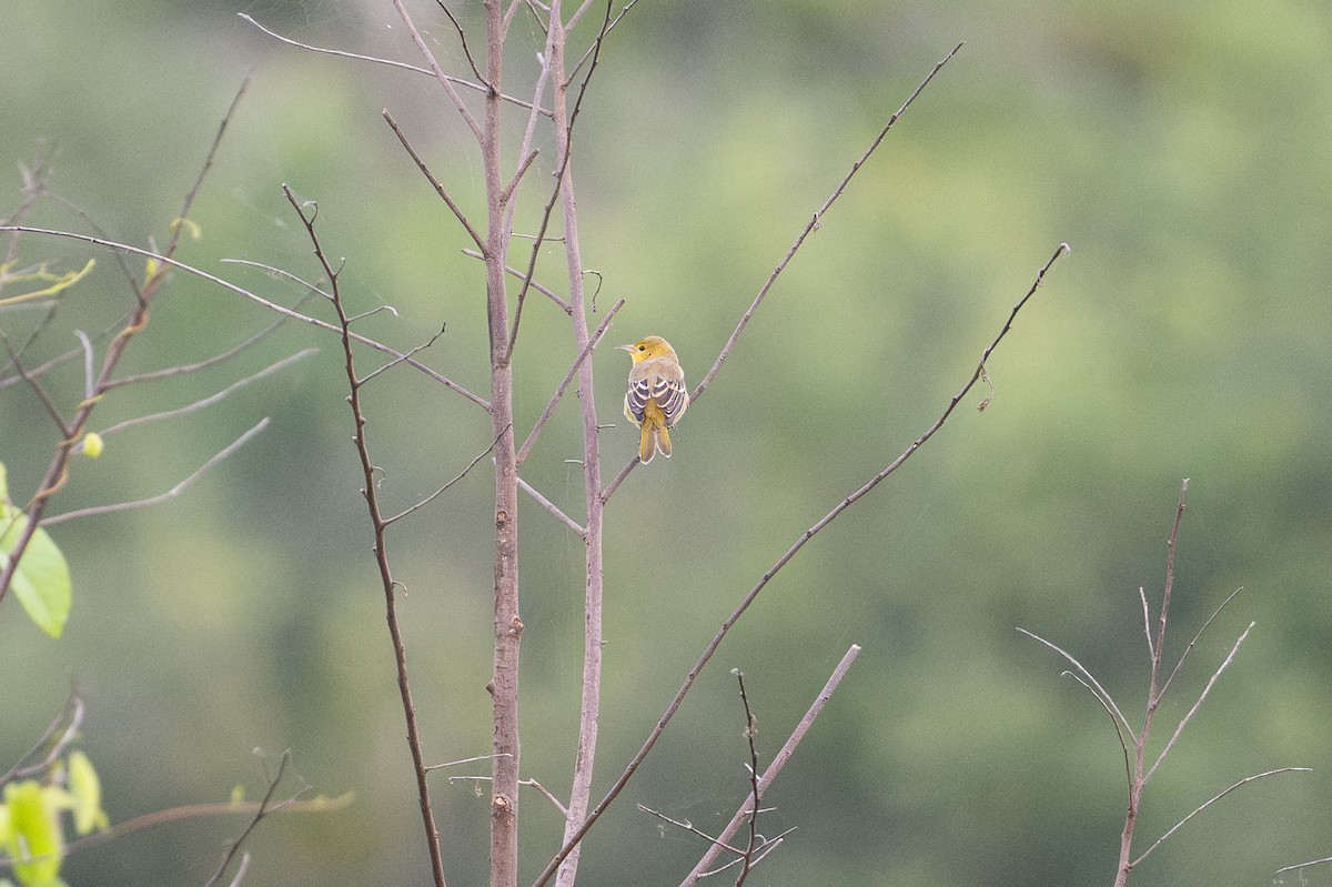 hagetrupial - ML646583255