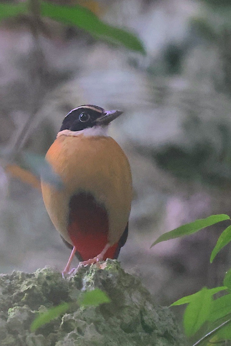 Banda Sea Pitta - ML646583256