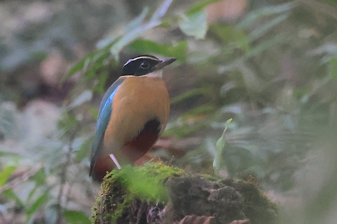 Banda Sea Pitta - ML646583257