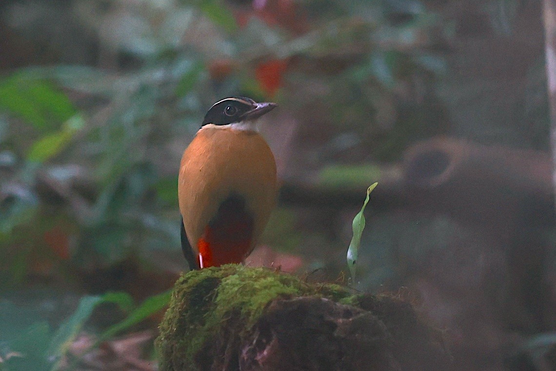 Banda Sea Pitta - ML646583258