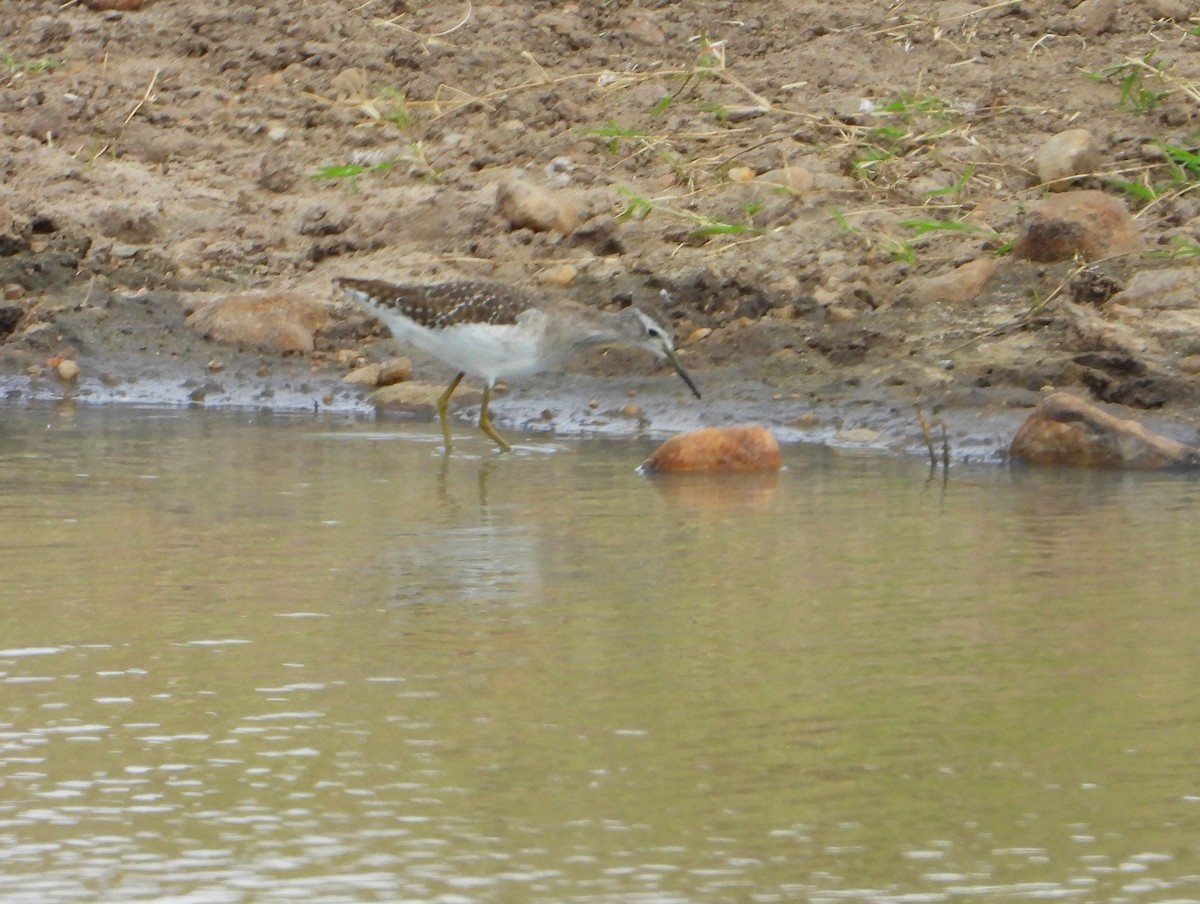 vodouš bahenní - ML646583259