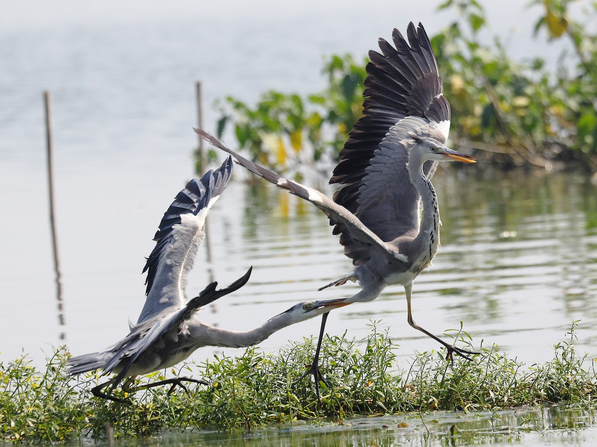 Héron cendré - ML646583262