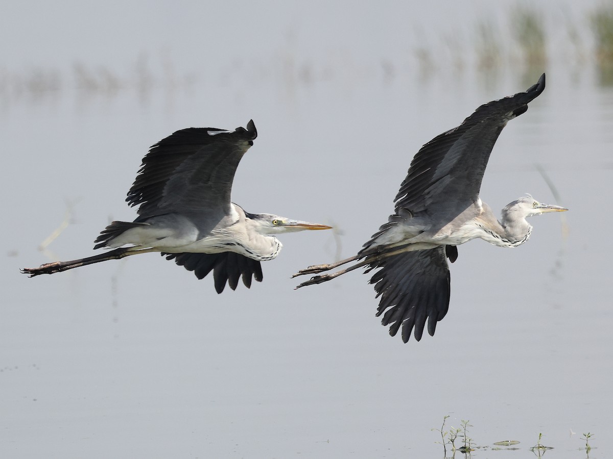 Héron cendré - ML646583263