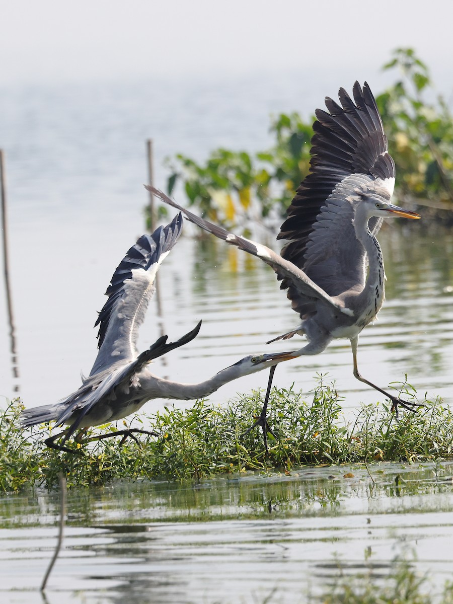 Héron cendré - ML646583264