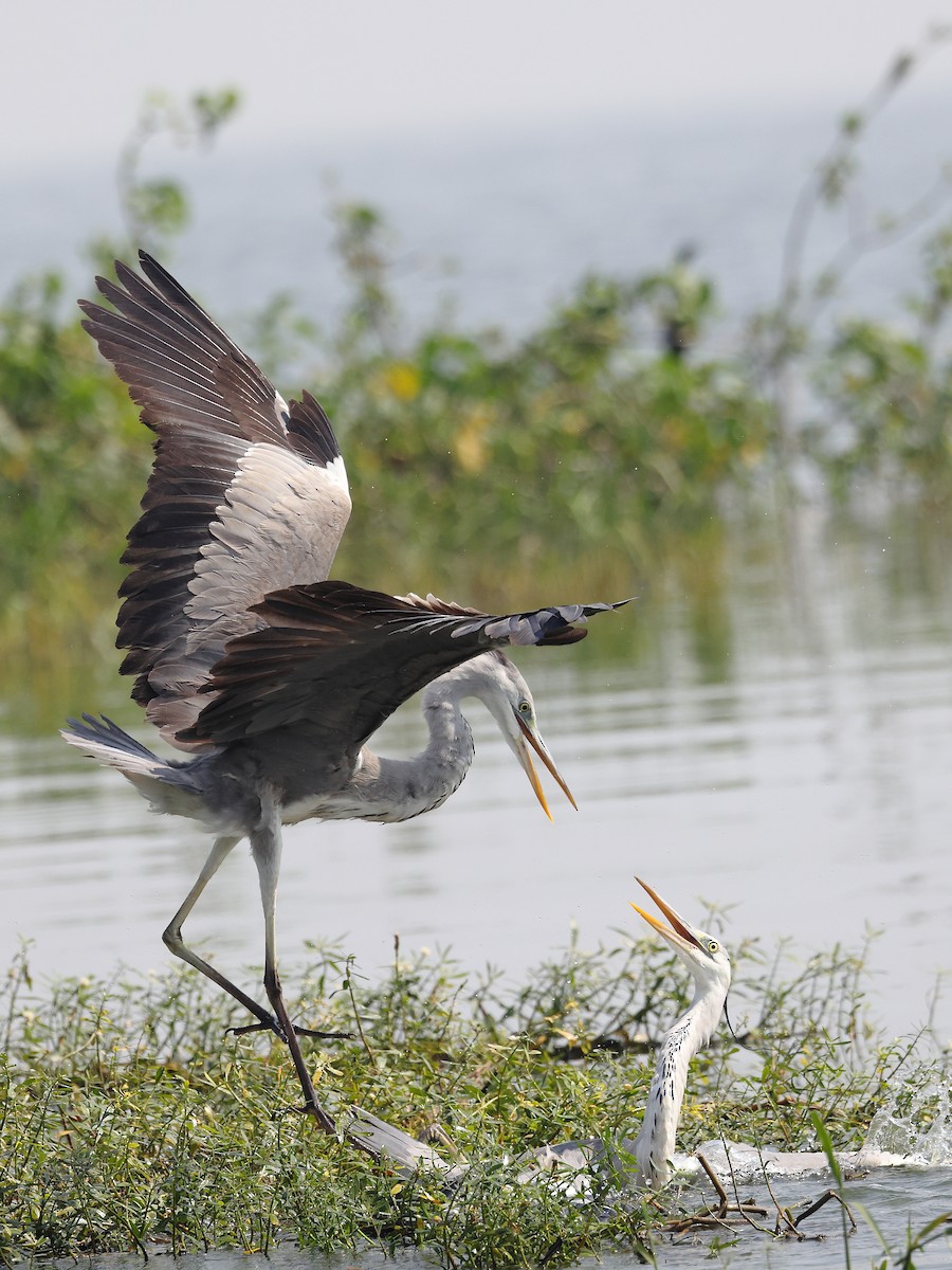 Héron cendré - ML646583265