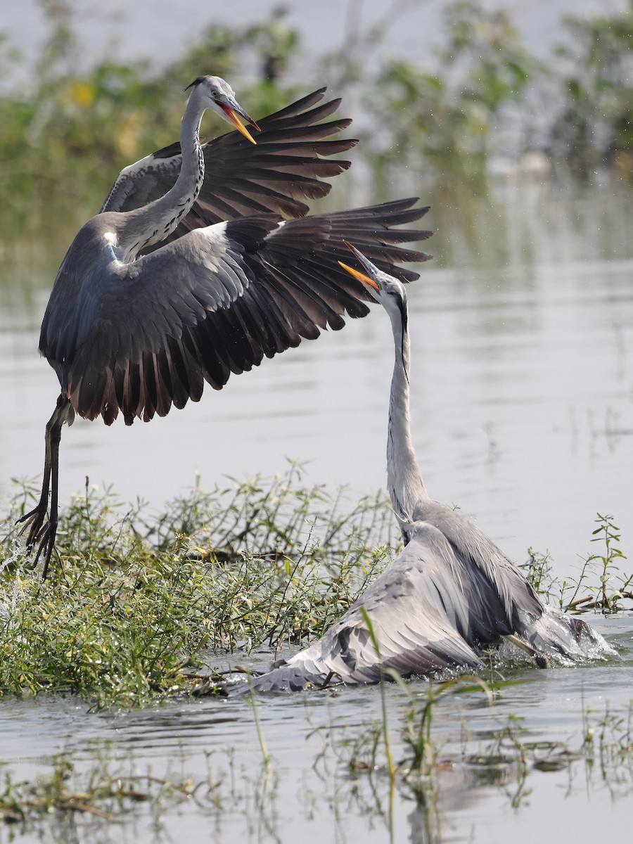 Héron cendré - ML646583266