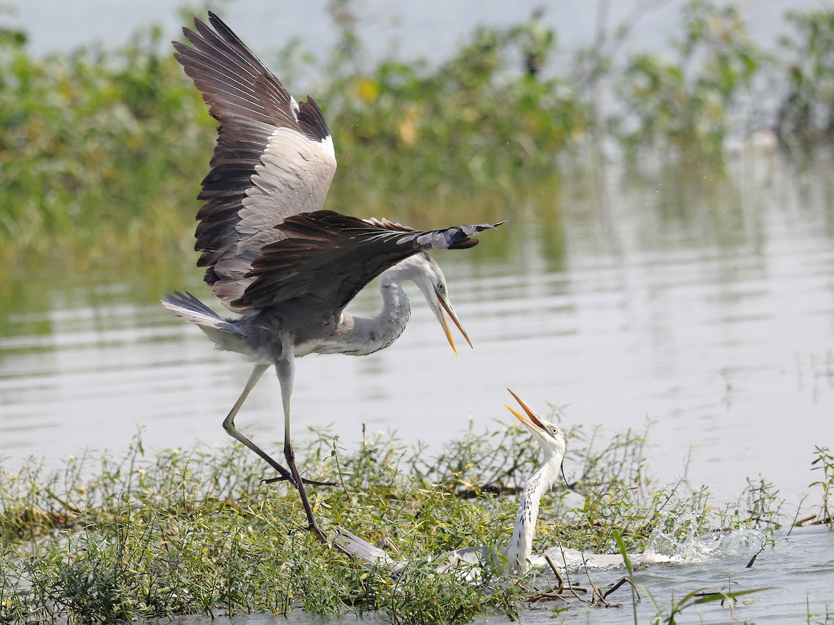 Héron cendré - ML646583268