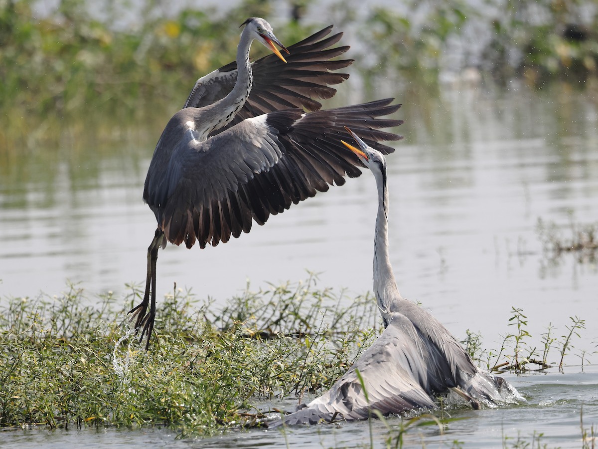 Héron cendré - ML646583269