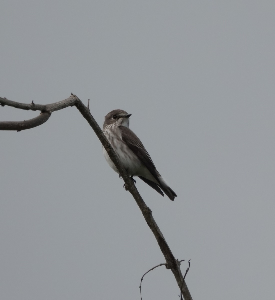 Gray-streaked Flycatcher - ML646583271