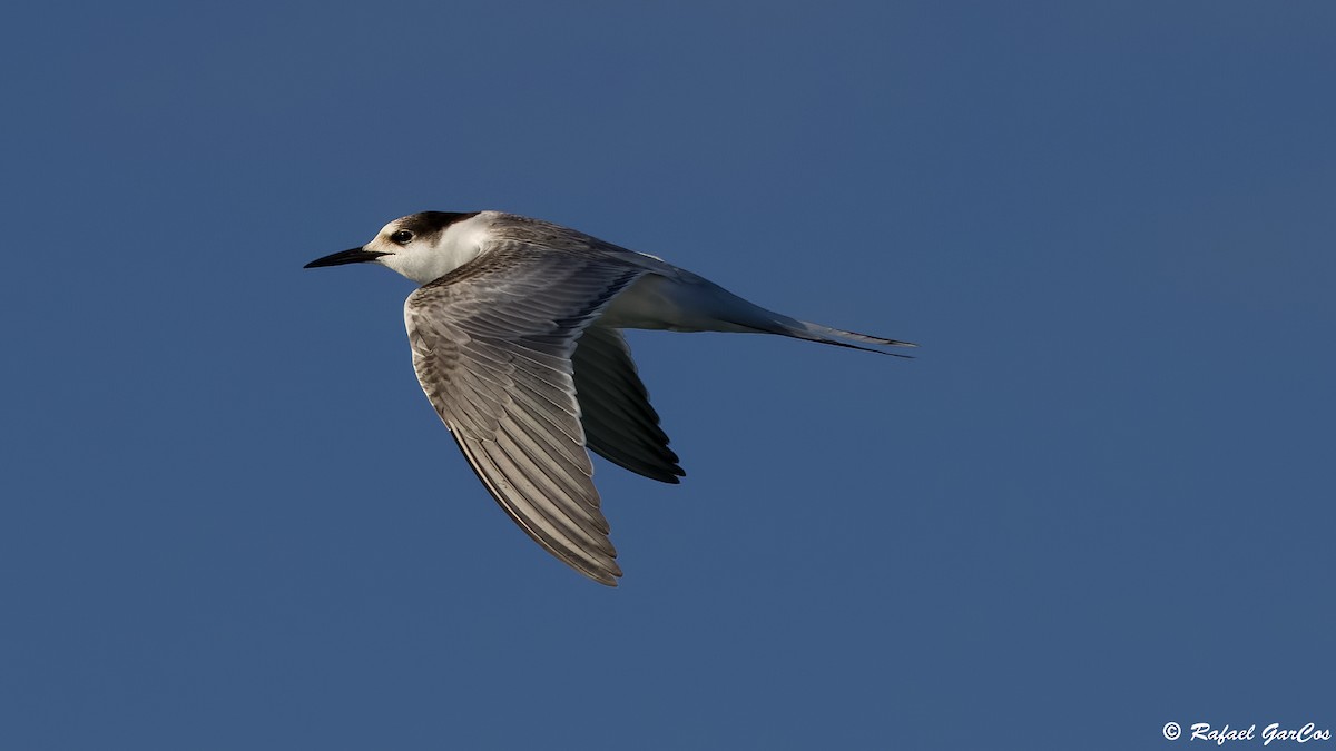 Common Tern - ML646583275