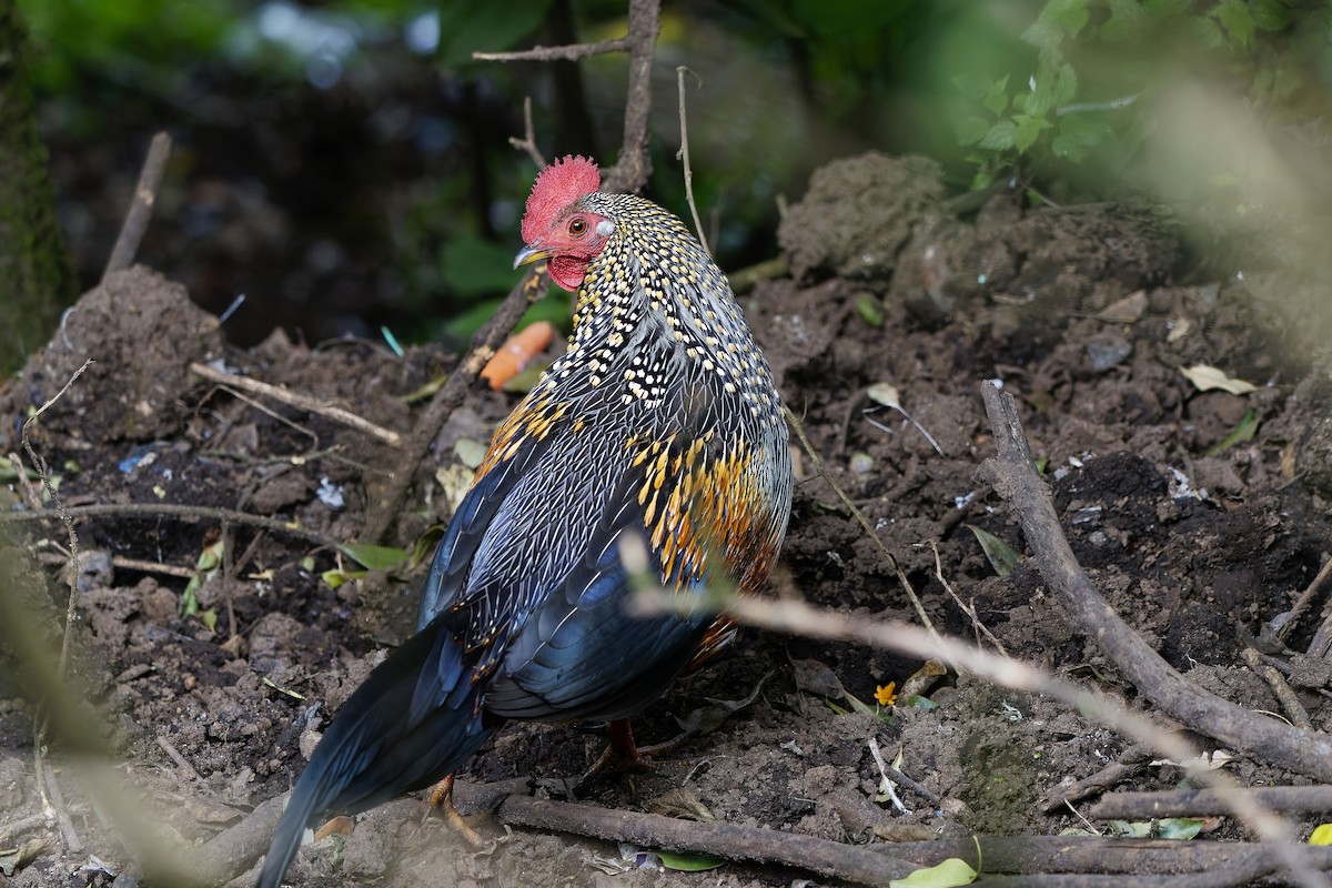 Gray Junglefowl - ML646583276