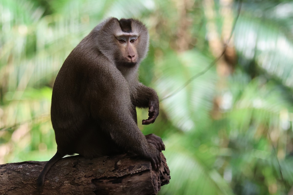 Northern Pig-tailed Macaque - ML646583278