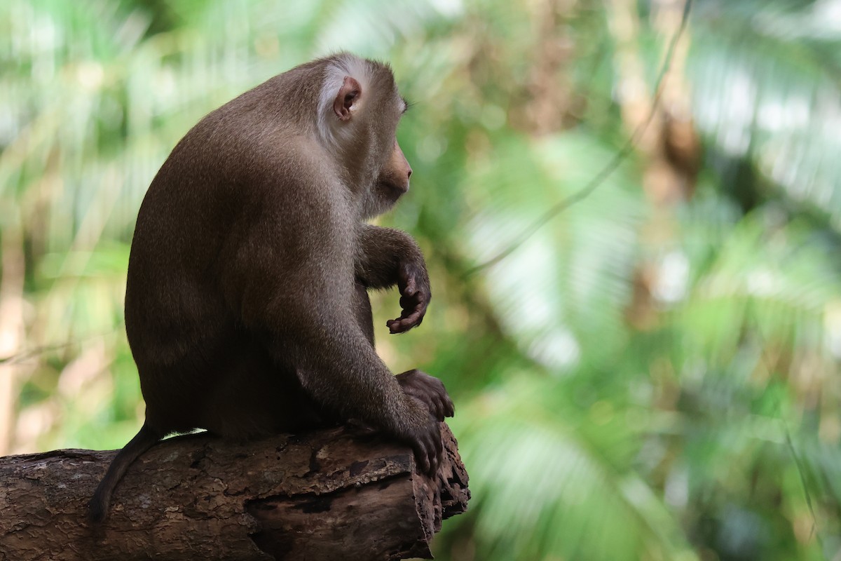 Northern Pig-tailed Macaque - ML646583279