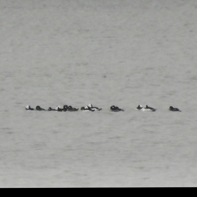 hohol bělavý - ML646583280