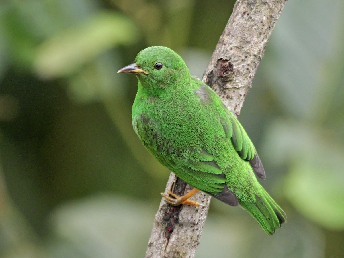 Glistening-green Tanager - ML646583281
