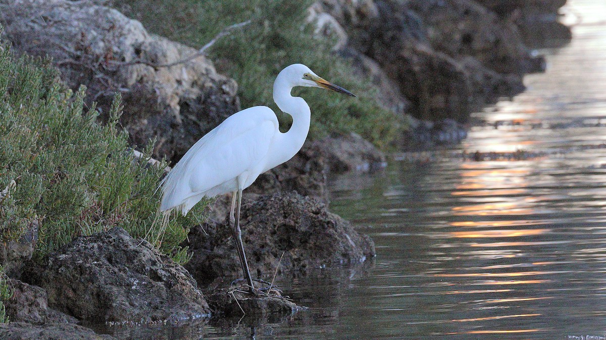 volavka bílá - ML646583283