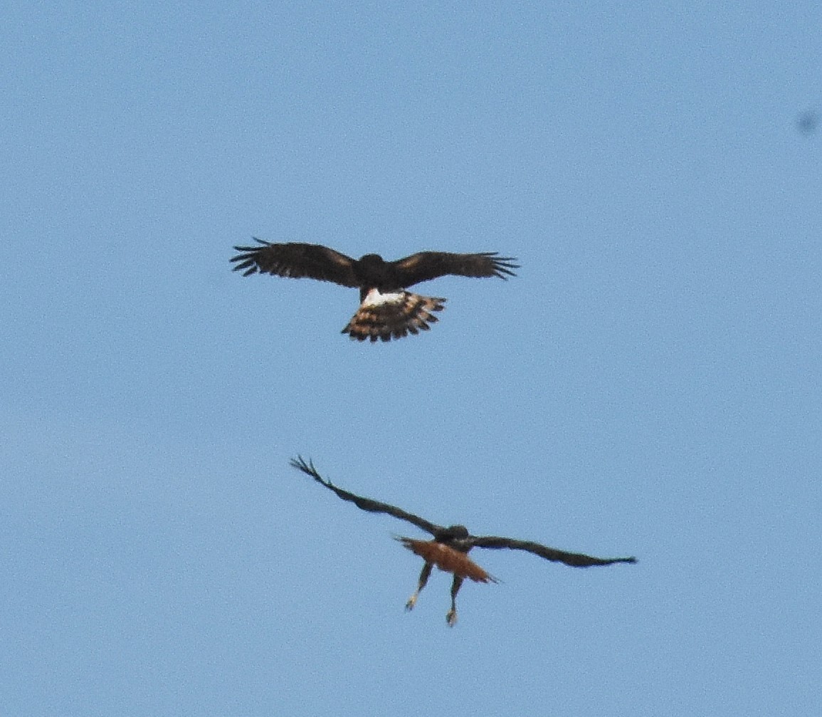 Northern Harrier - ML646583284