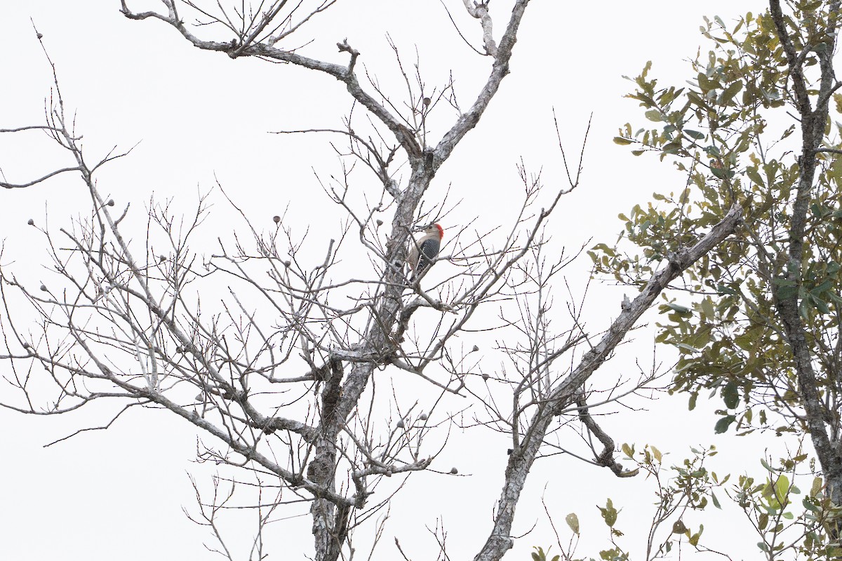 datel zlatočelý - ML646583287