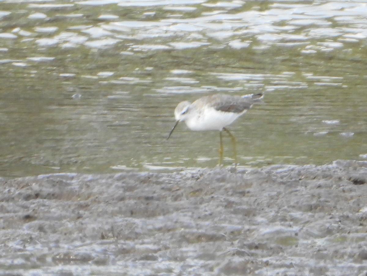 Marsh Sandpiper - ML646583289