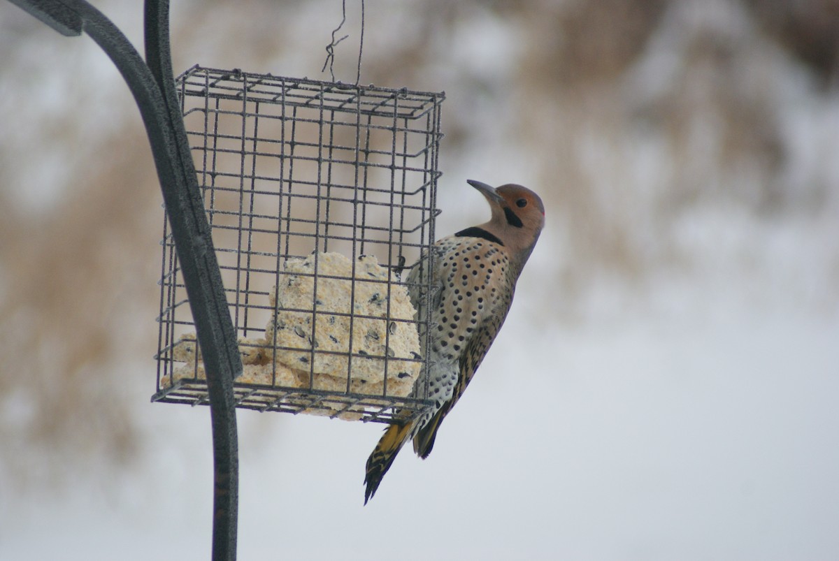 Northern Flicker (Yellow-shafted) - ML646583291