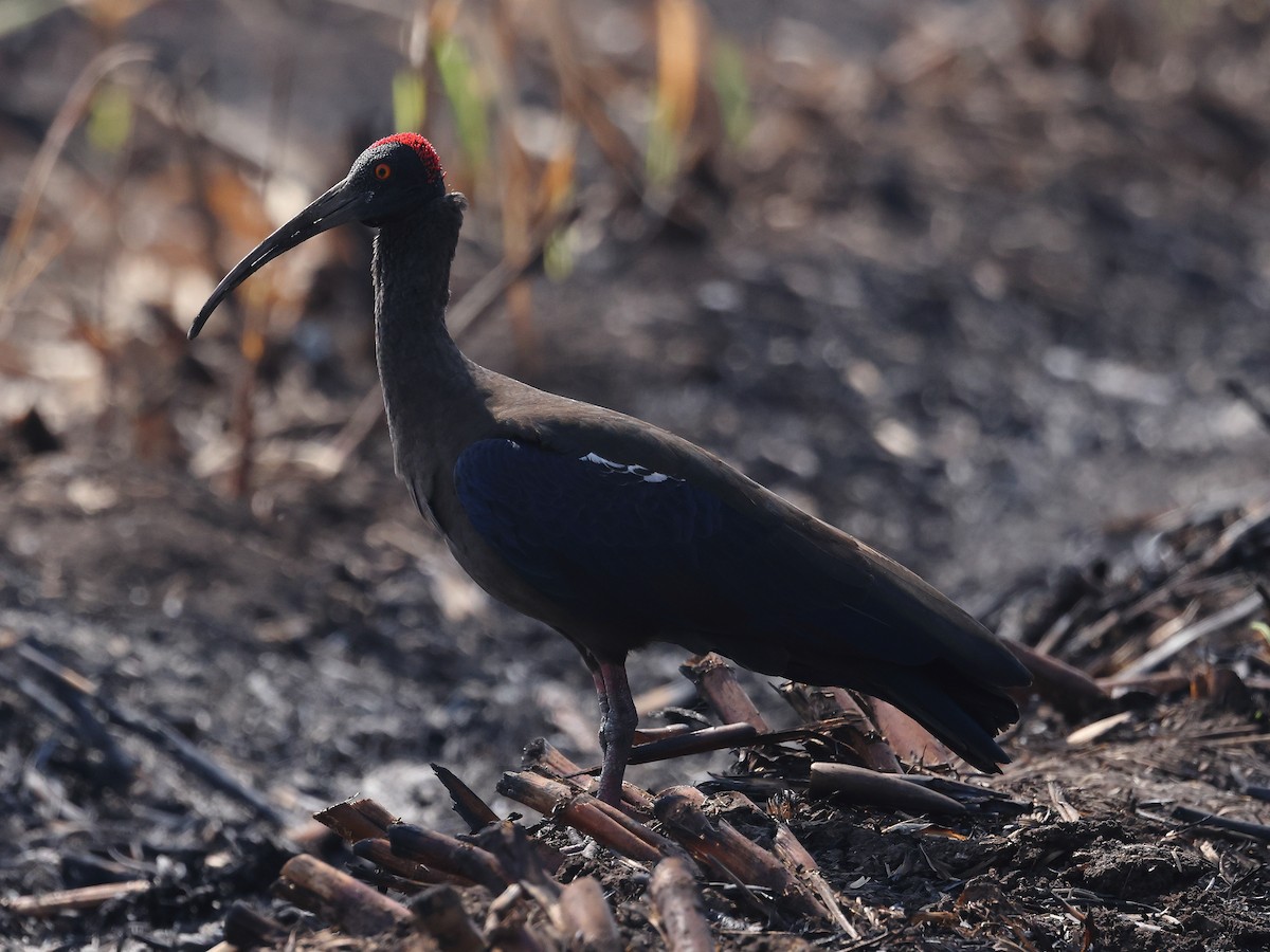 Ibis noir - ML646583293